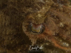 Sea at, cuttle fish, sepia, sepia officianalis. Awesome eyes by Eduard Bello 